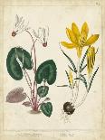 Garden Flora VI-Sydenham Edwards-Art Print