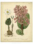 Garden Flora III-Sydenham Edwards-Framed Art Print