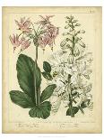 Garden Flora VI-Sydenham Edwards-Art Print