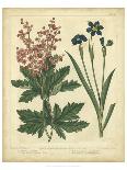 Custom Cottage Florals III (DA)-Sydenham Edwards-Art Print