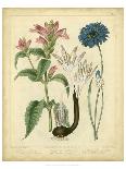 Garden Flora I-Sydenham Edwards-Art Print
