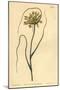 Wood Mount