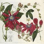 Passionflower, from 'The Botanical Register'-Sydenham Teast and John Edwards and Lyndley-Framed Giclee Print