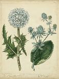Vibrant Blooms III-Sydenham Teast Edwards-Art Print