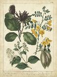 Cottage Florals II-Sydenham Teast Edwards-Art Print