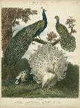Peacock Gathering-Sydenham Teast Edwards-Art Print