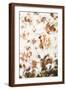 Brown Frame