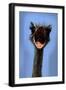 Black Frame