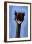Brown Frame