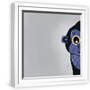 White Frame