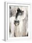 White Frame