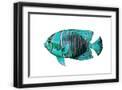Black Frame