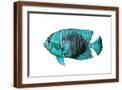 Brown Frame