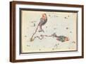 Brown Frame