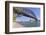 Sydney Harbour Bridge with City Skyline, Sydney, Australia-robert cicchetti-Framed Photographic Print