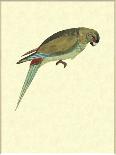 Black-Fronted Parakeet, Cyanoramphus Zealandicus-Sydney Parkinson-Laminated Giclee Print