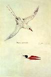 Red-Tailed Tropicbird, Phaethon Rubricauda-Sydney Parkinson-Framed Stretched Canvas