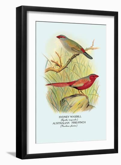 Sydney Waxbill, Australian Fire-Finch-Arthur G. Butler-Framed Art Print