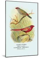 Sydney Waxbill, Australian Fire-Finch-Arthur G. Butler-Mounted Art Print