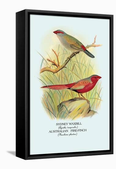 Sydney Waxbill, Australian Fire-Finch-Arthur G. Butler-Framed Stretched Canvas