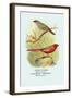 Sydney Waxbill, Australian Fire-Finch-Arthur G. Butler-Framed Art Print