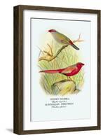 Sydney Waxbill, Australian Fire-Finch-Arthur G. Butler-Framed Art Print