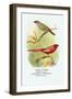 Sydney Waxbill, Australian Fire-Finch-Arthur G. Butler-Framed Art Print