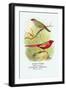 Sydney Waxbill, Australian Fire-Finch-Arthur G. Butler-Framed Art Print