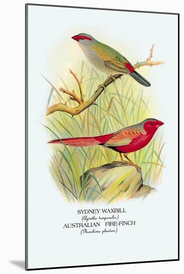 Sydney Waxbill, Australian Fire-Finch-Arthur G. Butler-Mounted Art Print