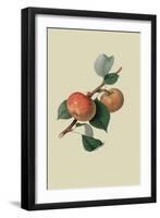 Sykehouse Apple-William Hooker-Framed Art Print