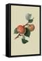 Sykehouse Apple-William Hooker-Framed Stretched Canvas