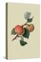 Sykehouse Apple-William Hooker-Stretched Canvas