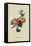 Sykehouse Apple-William Hooker-Framed Stretched Canvas