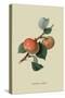 Sykehouse Apple-William Hooker-Stretched Canvas