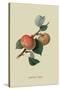 Sykehouse Apple-William Hooker-Stretched Canvas