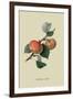 Sykehouse Apple-William Hooker-Framed Art Print