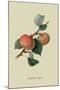 Sykehouse Apple-William Hooker-Mounted Art Print