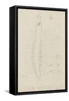 Syllis Longiseta: Marine Bristle Worm-Philip Henry Gosse-Framed Stretched Canvas