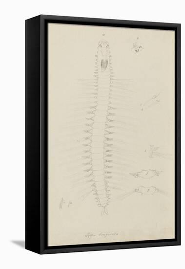 Syllis Longiseta: Marine Bristle Worm-Philip Henry Gosse-Framed Stretched Canvas