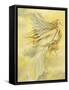 Sylph-Linda Ravenscroft-Framed Stretched Canvas