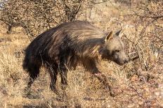 Brown hyaena walking through dry grass, Namibia-Sylvain Cordier-Framed Photographic Print