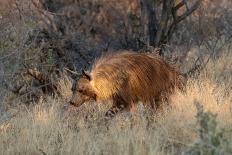 Brown hyaena walking through dry grass, Namibia-Sylvain Cordier-Photographic Print