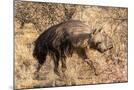Wood Mount