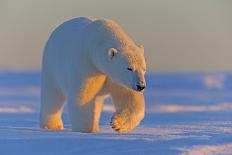 Polar bears standing up on hind legs,  barrier island outside Kaktovik, Alaska, USA-Sylvain Cordier-Photographic Print