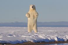 Polar bears standing up on hind legs,  barrier island outside Kaktovik, Alaska, USA-Sylvain Cordier-Photographic Print