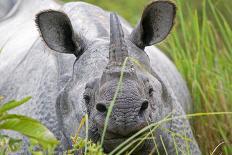 RF - Indian rhinoceros (Rhinoceros unicornis) Kaziranga National Park, Assam, India.-Sylvain Cordier-Photographic Print