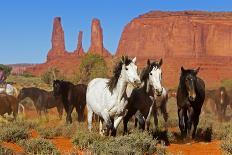 Wild horses, Monument valley tribal park, Navajo reserve, Utah, USA. April.-Sylvain Cordier-Photographic Print