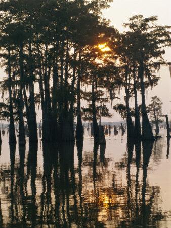Atchafalaya Swamp, 'Cajun Country', Louisiana, USA