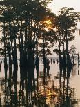 Atchafalaya Swamp, 'Cajun Country', Louisiana, USA-Sylvain Grandadam-Photographic Print