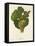 Sylvaner Grape-J. Troncy-Framed Stretched Canvas